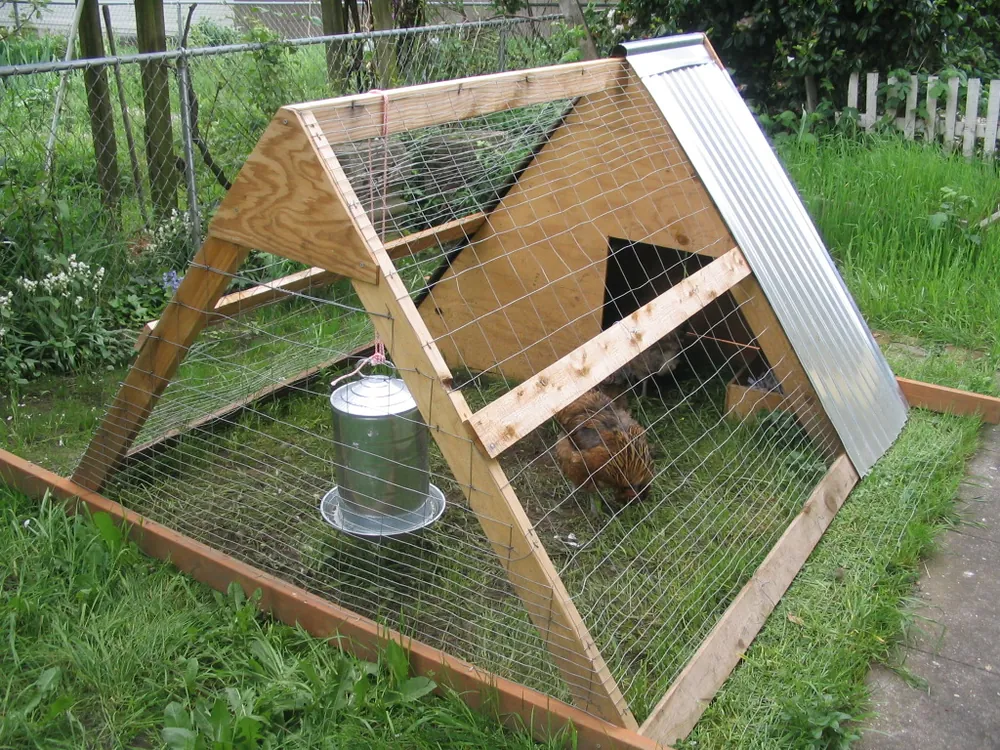 A small A-frame backyard chicken coop in Portland, Oregon