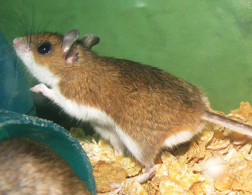 A deer mouse with big dark eyes and a long two-toned tail, perched on a log