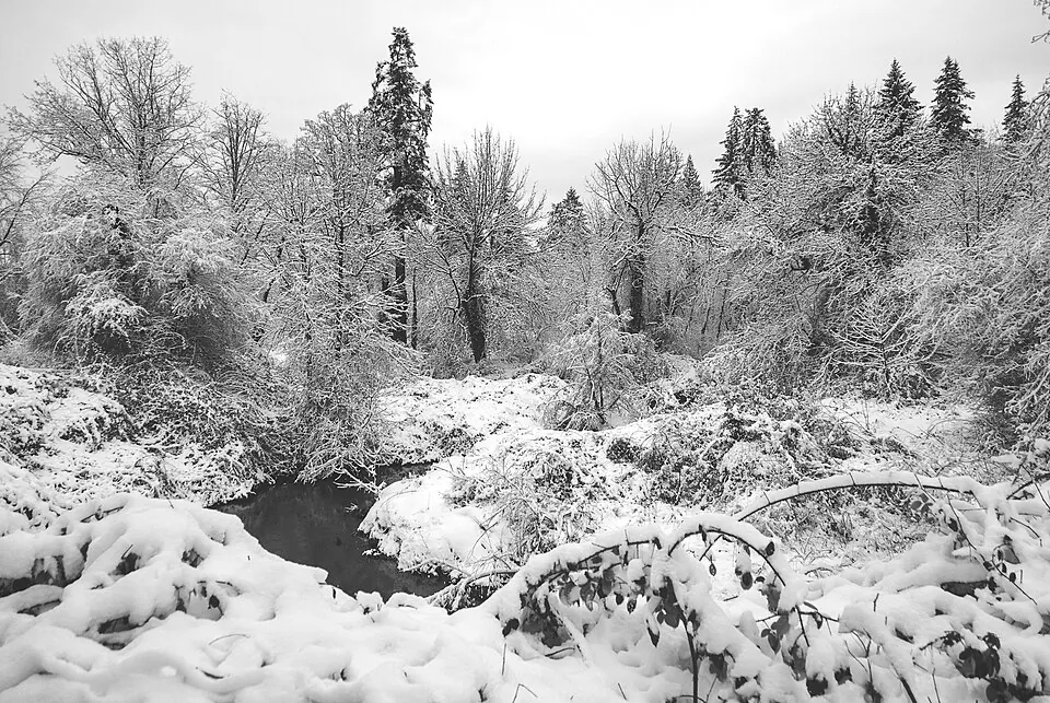 Fanno Creek and the trees along it covered in snow, in Tigard, Oregon