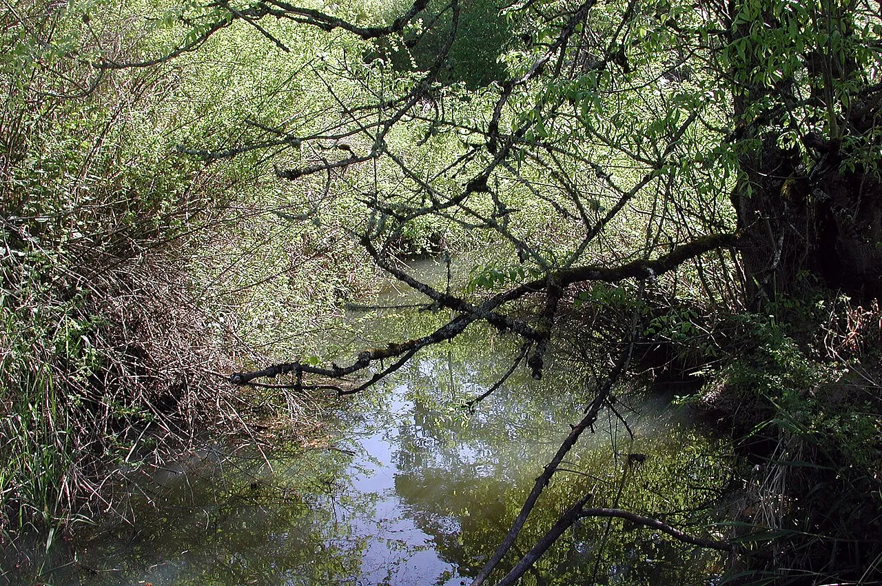 Fanno Creek winding through Greenway Park in Beaverton, Oregon