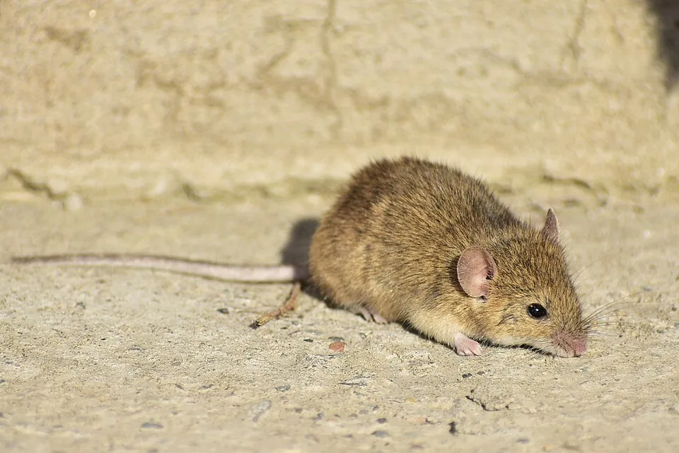 A house mouse, the gray-brown mouse that moves into garages and kitchens in the fall