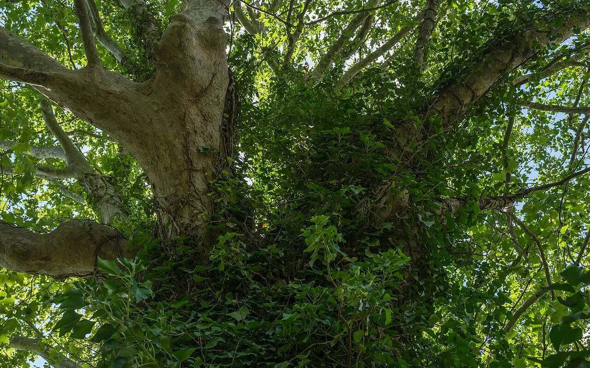 English ivy climbing a tree trunk