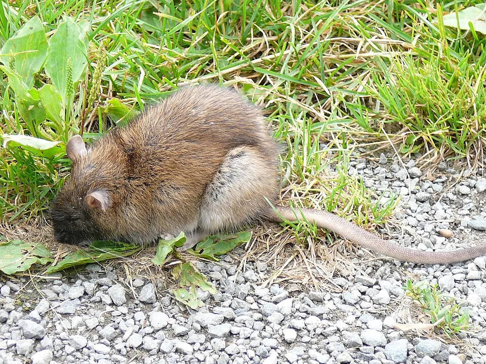 A brown Norway rat in the grass, the stocky burrowing rat that digs along foundations and under decks