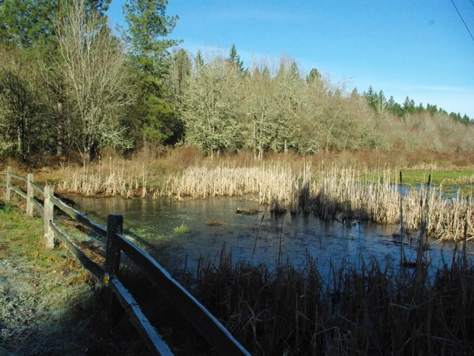 A wetland pond with cattails beside a split-rail fence at the Tualatin Hills Nature Park in Beaverton