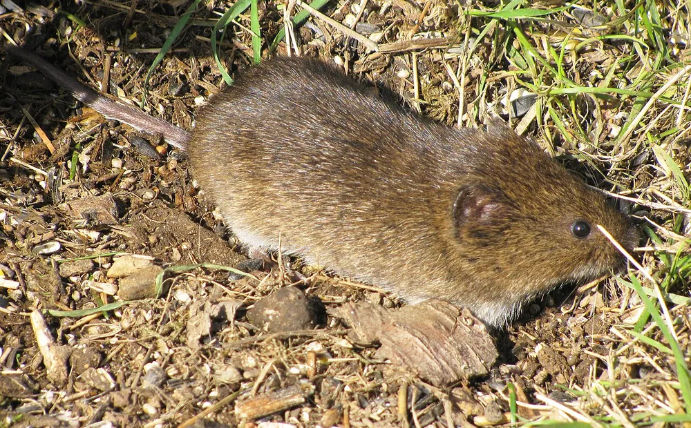 A Townsend's vole, a short-tailed, round-bodied vole of the Pacific Northwest